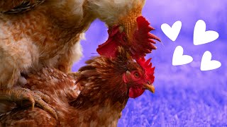 What to do with promiscuous hens in the heat