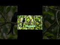 "Kombinasi Isian Mewah: Srigunting, Cunko, &amp; Cikrak Daun Gacor Tembakan Rapat!"#fyp #foryou #viral