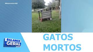 14 gatos comunitários foram encontrados mortos no campus da UFS