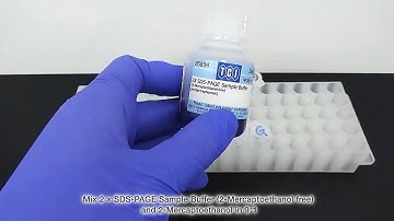 SDS-PAGE Sample Preparation Protocol Using Reducing Reagent