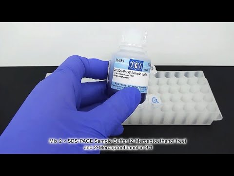 SDS-PAGE Sample Preparation Protocol Using Reducing Reagent