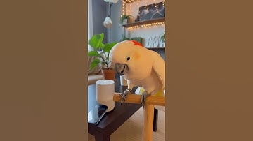 Control your attitude please music🦜