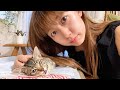 カラスに食べられかけ歩けなくなった生後2か月の猫を母が保護しました。【日常VLOG】