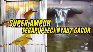 Terapi pleci super ampuh mengatasi pleci macet hitungan detik gacor 