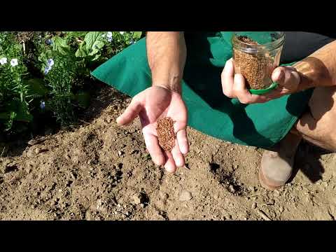 Vidéo: Quand récoltez-vous les graines de lin - Guide pour la récolte des graines de lin dans le jardin