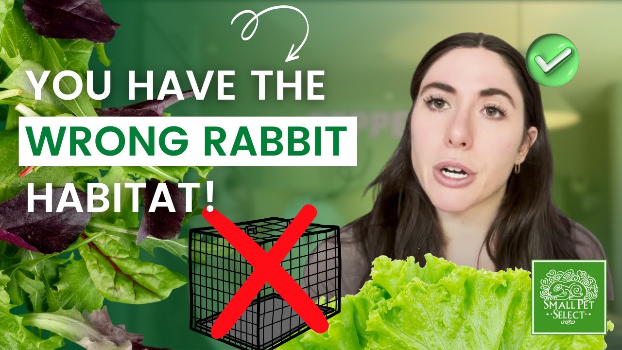 Attention Rabbit Owners! Do You Have The Wrong Cage For Your Rabbit ...