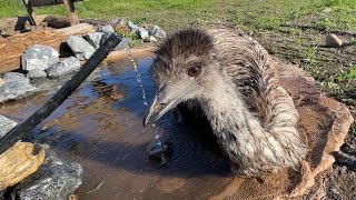 エミューの麦ちゃんに変化がありました