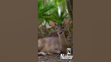 nature | deer | animal | forest | beautiful scene | relaxing & realistic clip|PT 5|EP5 | 🦌🏞️🌄🤩😍🥰💕❤️