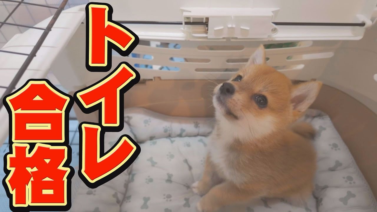 居住スペースの大きな変化に、子犬は戸惑うのだろうか？