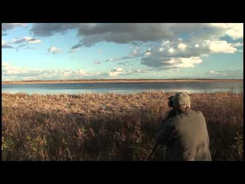 sandhill cranes dancing VTS 02 1