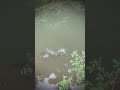 New fish fishing #fishing #fish #shorts