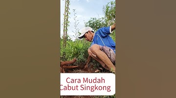 Cara Mudah Mencabut Singkong