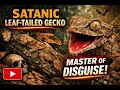 Series Madagascar Part 05 : The Devil of Disguise - Satanic Leaf-Tailed Gecko of Madagascar