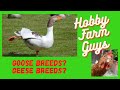 Beginners Guide to Goose Breeds