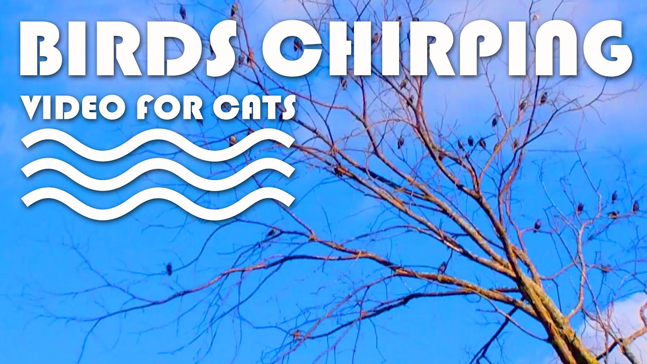 BIRD VIDEO FOR CATS Birds Chirping on a Tree. CAT TV. YouTube
