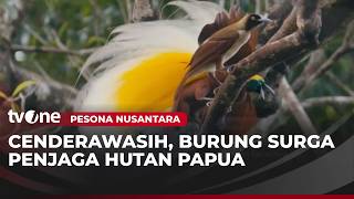 The Guardian Birds of the Forest: From Papua to the World | Wonders of the Archipelago