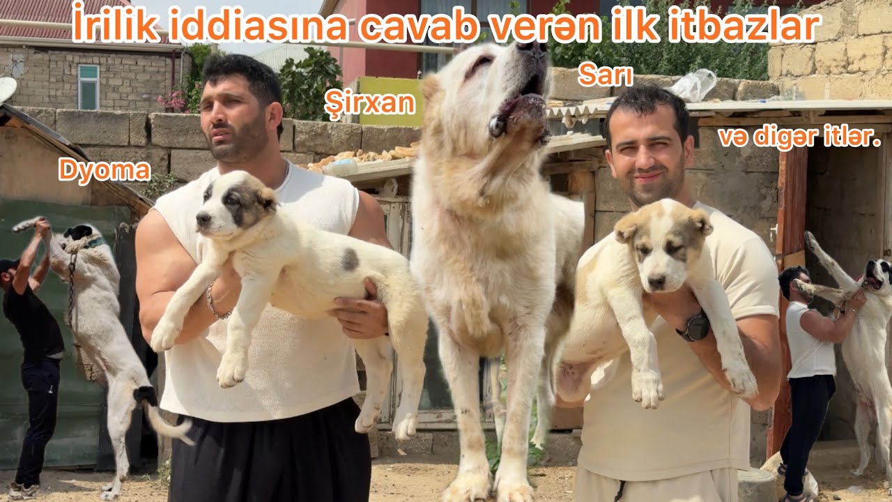 “İtbazlar Azərbaycan ilə Tanışlıq – Nəhəng Volkodav və Alabay İtləri | Küçüklər və Məlumatlar”