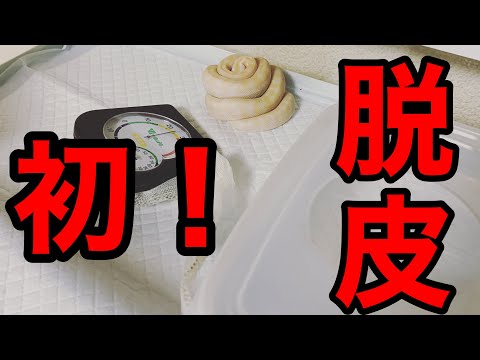 【爬虫類】スノーカーペットパイソン初脱皮！ snow carpet python