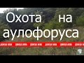 Аулофорус. Dero furcata, Аулофорус где взять. Аулофорус в природе. Аулофорус как достать в природе.