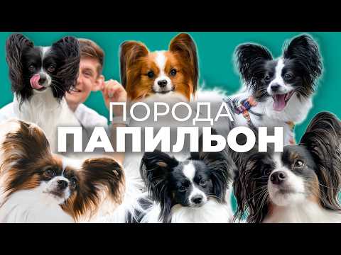 Папильон 🐾 Характер, плюсы, минусы и дрессировка породы