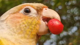 What does your bird like to eat? Please tell me : green cheek conure Pineapple.