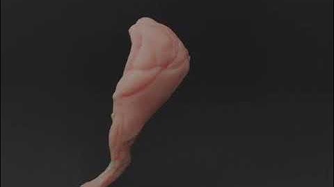 Ziva muscle simulation test