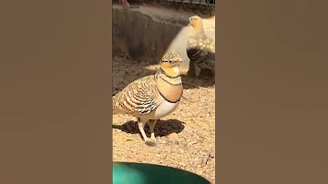 طائر القطا الكدري سبحان الله 