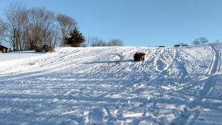 Couch skiing future Olympic team