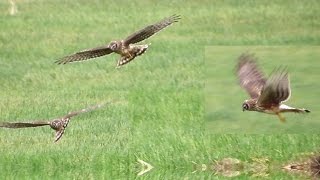 Download Lagu Blauwe kiekendief, Circus cyaneus, Hen harrier, Burung Lang Sayap Hitam, مرزة الدجاج, Gökçe tuygun. MP3