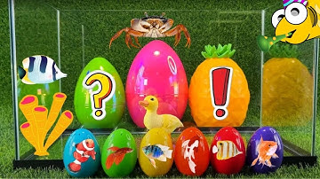 Tổng hợp video cá cảnh đẹp, động vật dễ thương, cá mập, cá sấu hoả tiễn, cá vàng, rắn, cá chép, #010