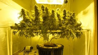 Watering Cannabis Explained