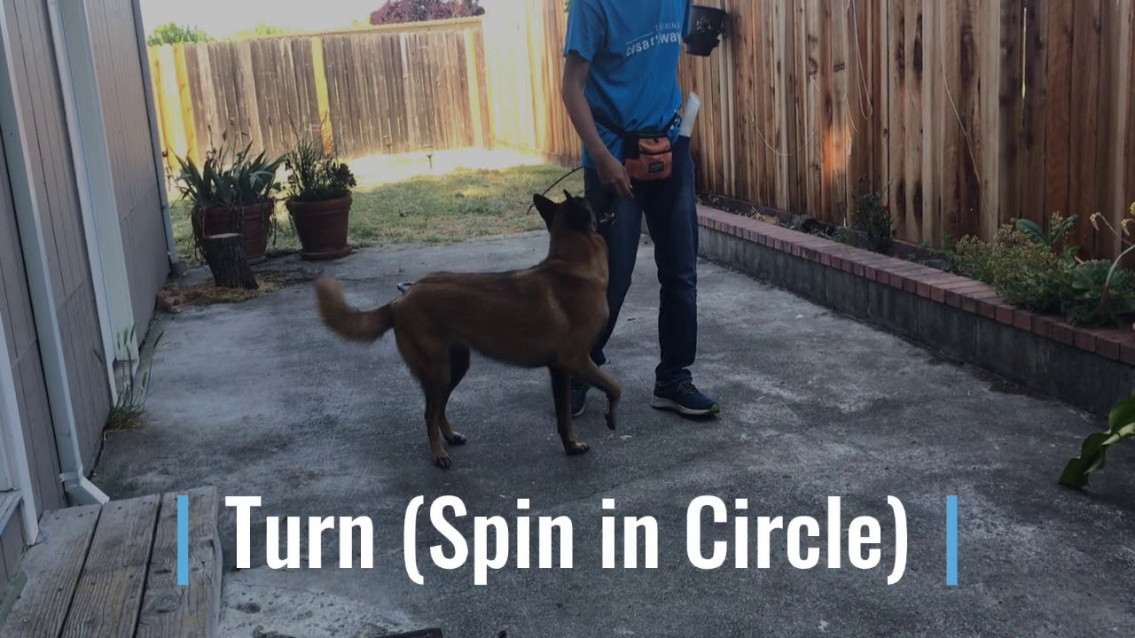 nova-2020-akc-trick-dog-novice-youtube