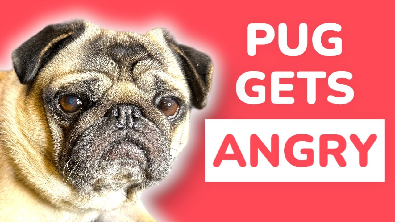 Pug Barking Back At Owner Pug Dog Gets ANGRY YouTube Maxresdefault