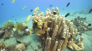 Coral Reef And Tropical Fish Stock Video