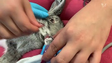 Rabbit Course: Tips on intubating rabbits