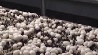 Mushroom Harvesting Machine