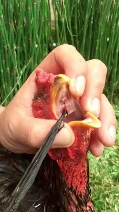Atasi ngorok ayam