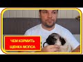 Чем кормить щенка мопса 5 месяцев, аллергика? Натуральная еда для Жорика.