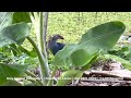 Grey-headed Swamphen on a Lily pad in the wetland #birdwatching