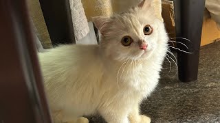 Cats playing#trending #funny #catlover #cutebaby #kitten#foryou #viral #happycats #shortvideo #funny