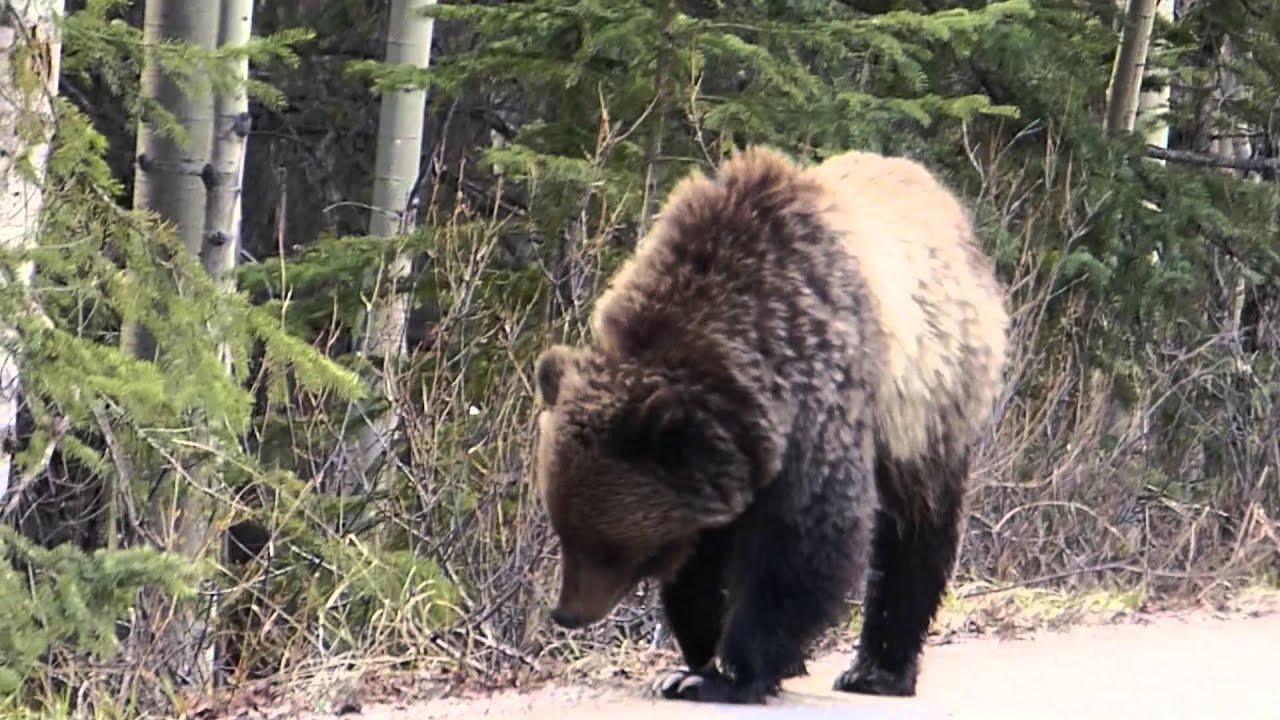 Grizzly Bear Encounter and More in 1080 HD - YouTube