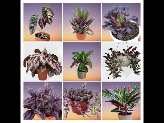 indoor rubber plant Large Rubber Plant main image 0