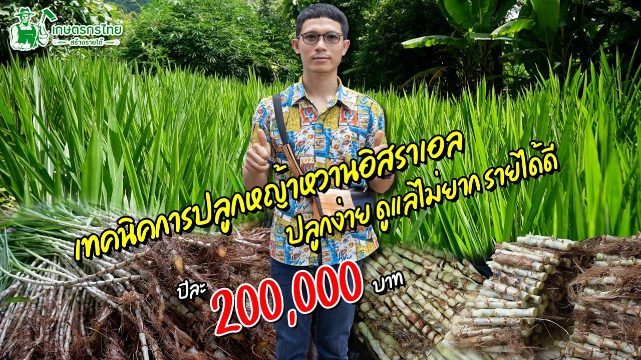 เทคนิคการปลูกหญ้าหวานอิสราเอล ปลูกง่าย ดูแลไม่ยาก สร้างรายได้ดี l ชมสวนเกษตรกรไทย Ep256