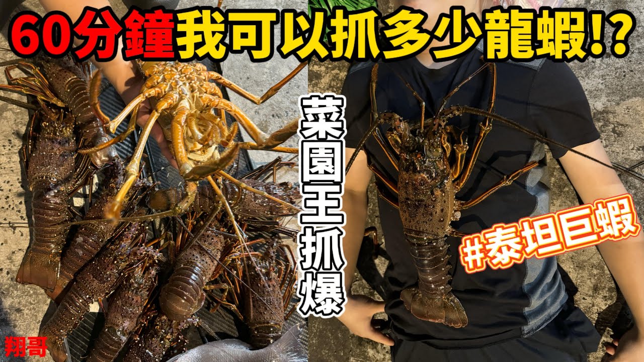 《趕海打魚》東北角菜園龍蝦多到在外面爬抓翻 抓到破紀錄紅腳龍蝦!?今天用龍蝦做了一件