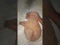 My foot fell asleep but she was so cute 😭 #pets #fypシ゚viral #cute