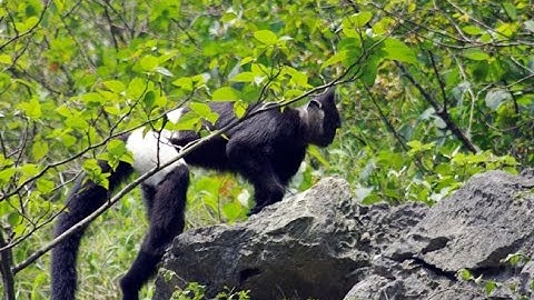 Du Lịch Và Chụp Ảnh Loài Voọc Quý Hiếm