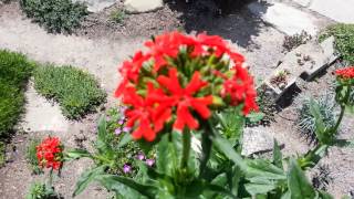 Flower of the day " maltese cross"