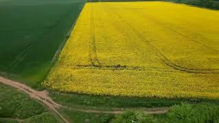 油菜花田，达灵顿，英国 Rapeseeds field, Darlington, UK