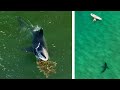 Bird drops a surprise on great white shark  more incredible observations