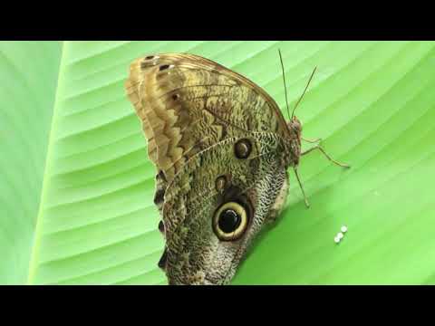 वीडियो: तितलियों को उड़ने की इजाज़त है